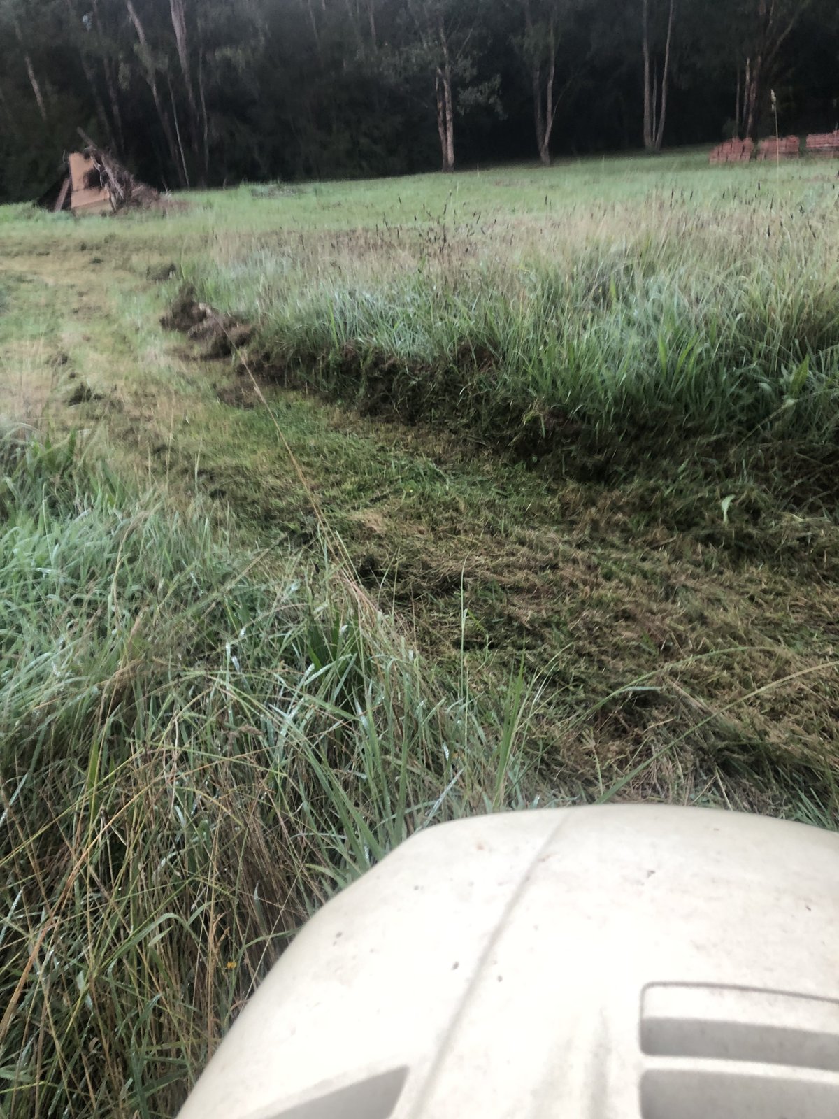 Thick high grass mowing/slashing